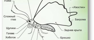 butterfly 1