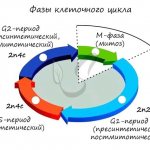 Фазы клеточного цикла