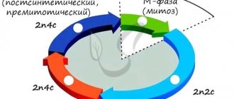 Cell cycle phases