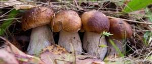 Mushrooms