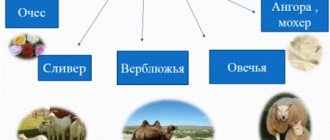 история шерсти