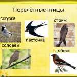 what birds fly south