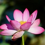 Лотос орехоносный