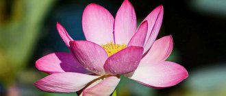Nut lotus