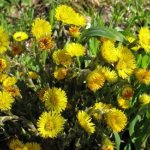 Мать-и-мачеха