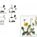 Модификационная изменчивость