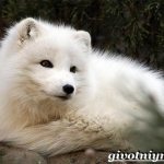 Песец-животное-Образ-жизни-и-среда-обитания-песца-1