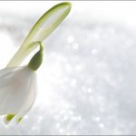 подснежник-появился