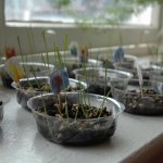 seedlings for children