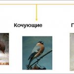 схема-виды-птиц