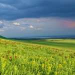 Степь весной