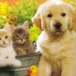 Уход за домашними животными