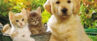 Уход за домашними животными