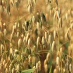 Виды зерновых культур