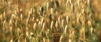 Виды зерновых культур