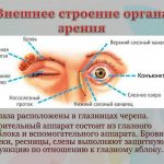 Внешнее строение глаза