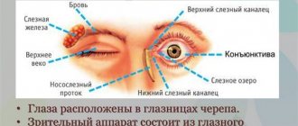 Внешнее строение глаза