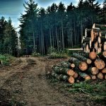 Вырубка лесов