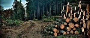 Deforestation
