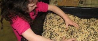 Winter garden in kindergarten: design