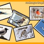 Wintering birds. Tasks for children. 